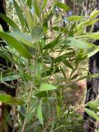 Mamarra Clay + Ochre Scrub