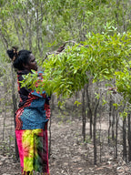 Mawilyaburna Clay + Ochre Scrub