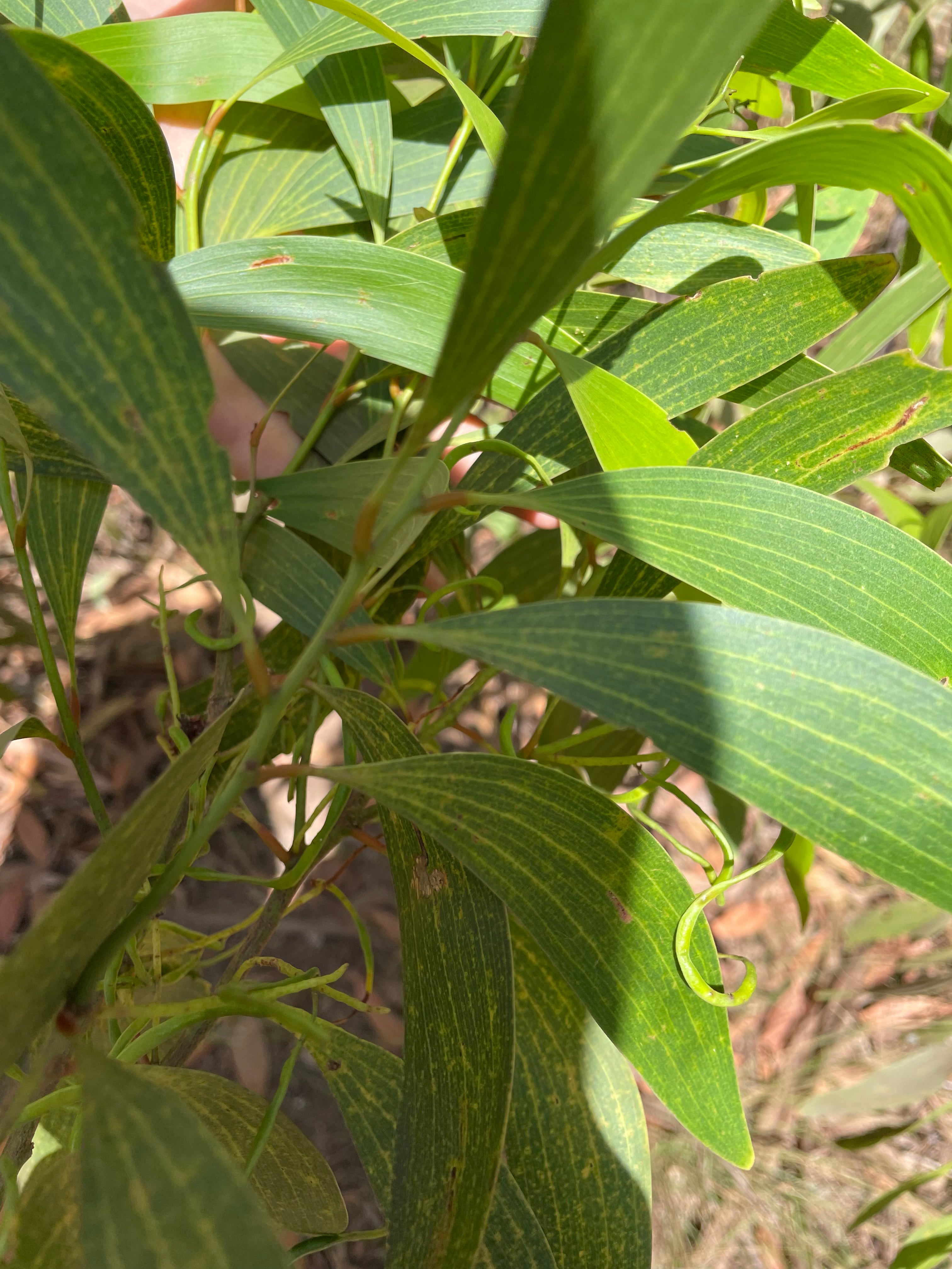 Merrika Clay + Ochre Scrub