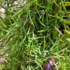 Weeping Tea Tree Happy Hair Oil