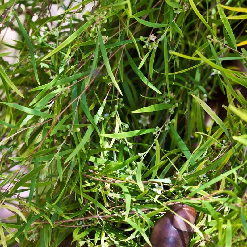 Weeping Tea Tree Happy Hair Oil